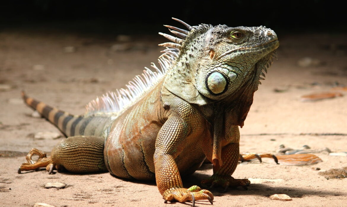 Myths and Facts About These Incredible Reptiles