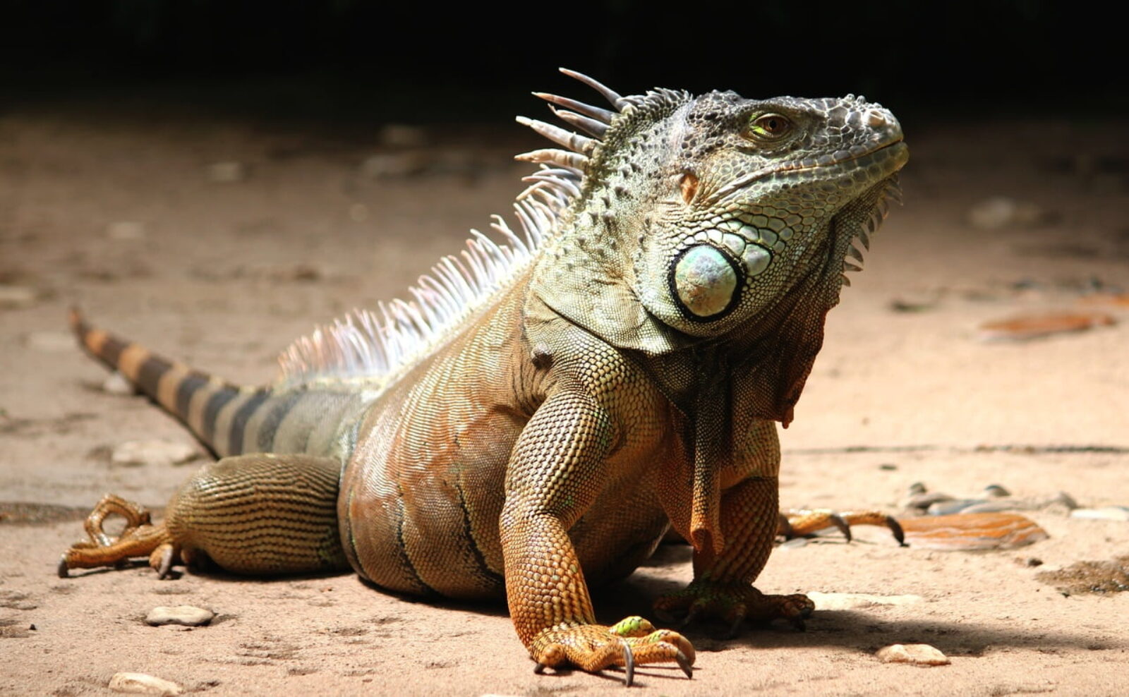 Myths and Facts About These Incredible Reptiles