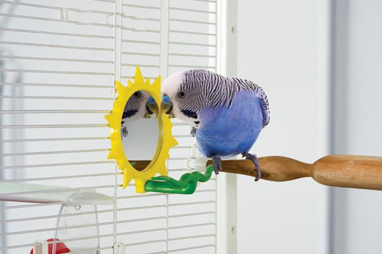 Caitec Oven Fresh Bites: The One Change That Could Transform Your Parrot's Health