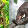 pangolin passage teas test