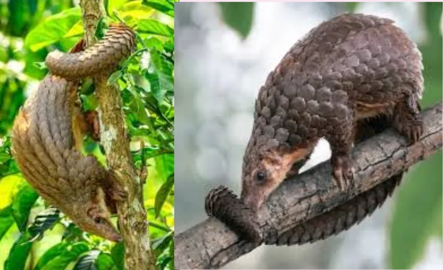 pangolin passage teas test